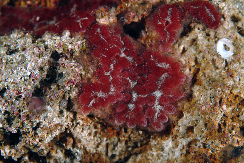 Botrylloides da determinare 2